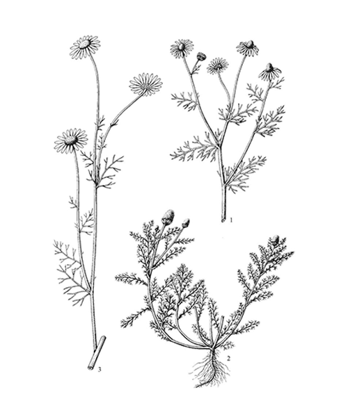 Natural compounds from  Matricaria chamomilla